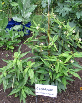 Caribbean Milkweed Plants