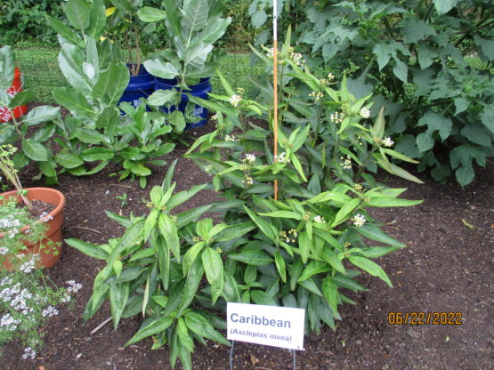 Caribbean Milkweed Plants