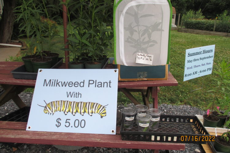 Milkweed Plant with Caterpillar