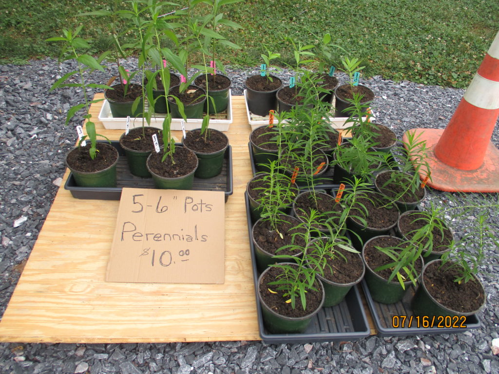 Perennial Milkweed plants 
