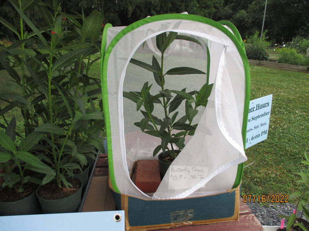 Milkweed plant inside Butterfly Cage