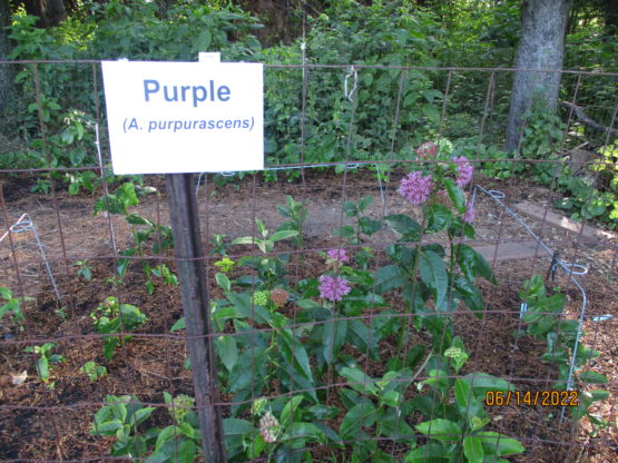 Purple Starting to bloom