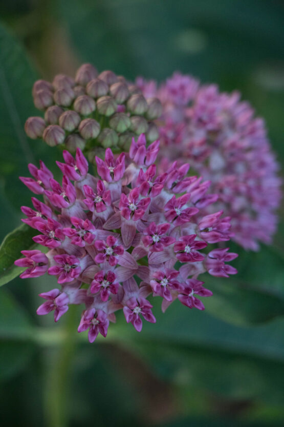 Purple Milkweed Bloom