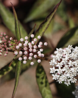 Aquatic Blooms