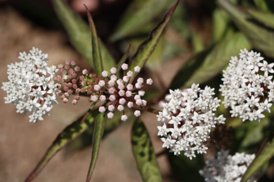 Aquatic Blooms