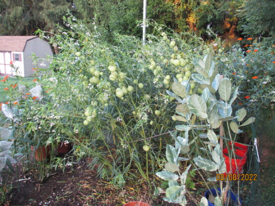 Balloon Milkweed Patch