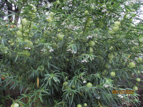 Balloon Milkweed patch