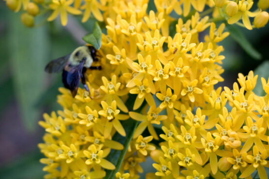 Yellow Butterfly Weed Blooms