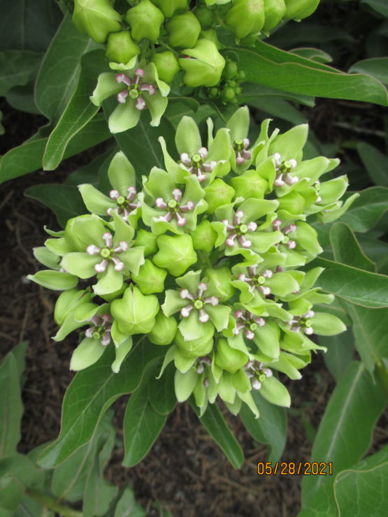 Green Antelopehorn Bloom