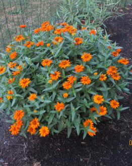 Small Orange Zinnia