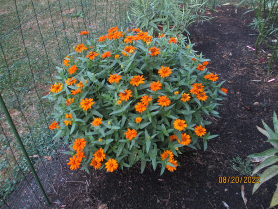 Small Orange Zinnia