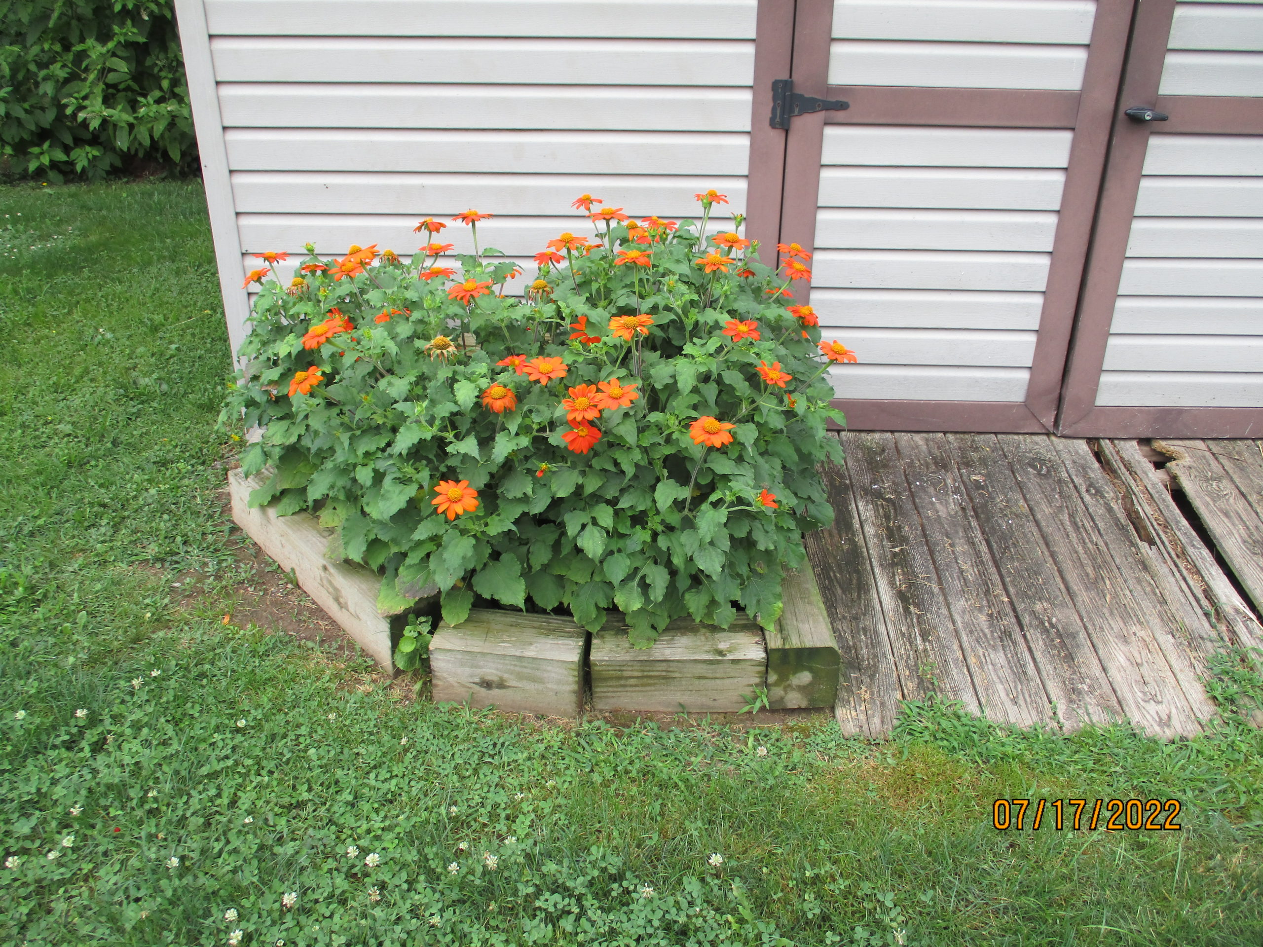 Dwarf Mexican Sunflowers