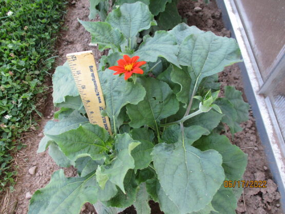 Dwarf Mexican Sunflower Blooming at 2 months