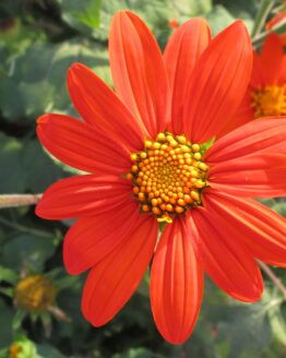 Dwarf Mexican Sunflower Bloom