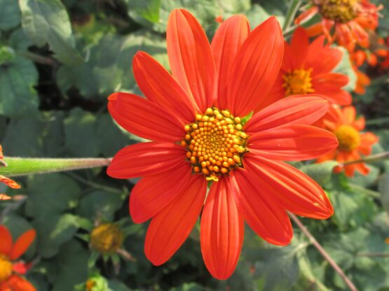 Dwarf Mexican Sunflower Bloom