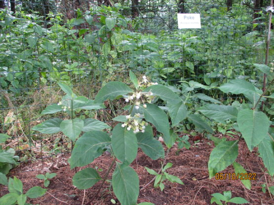 Poke Milkweed Patch