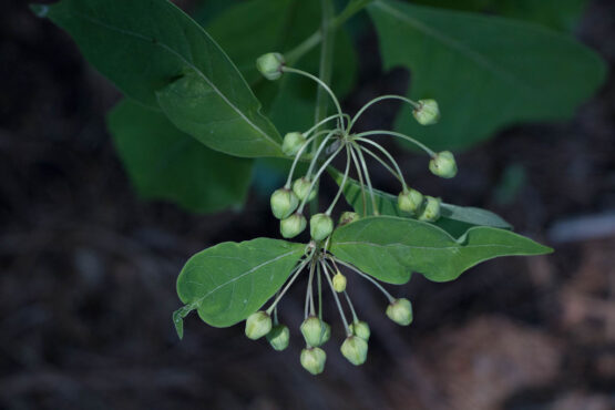 Poke Buds