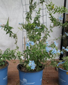 Blue Tweedia plant