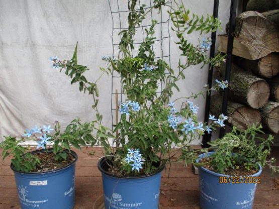 Blue Tweedia plant