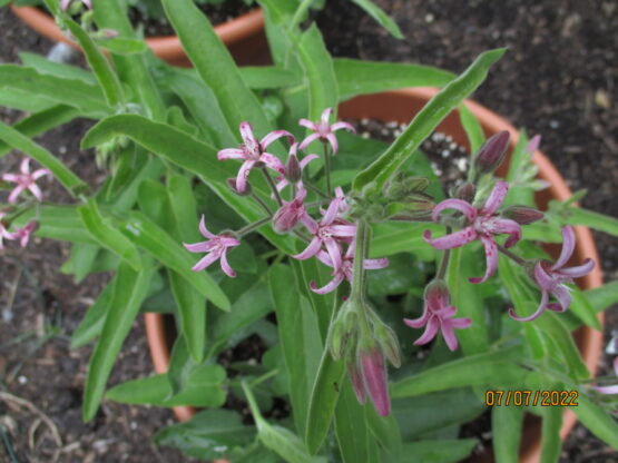 Pink Tweedia Blooms