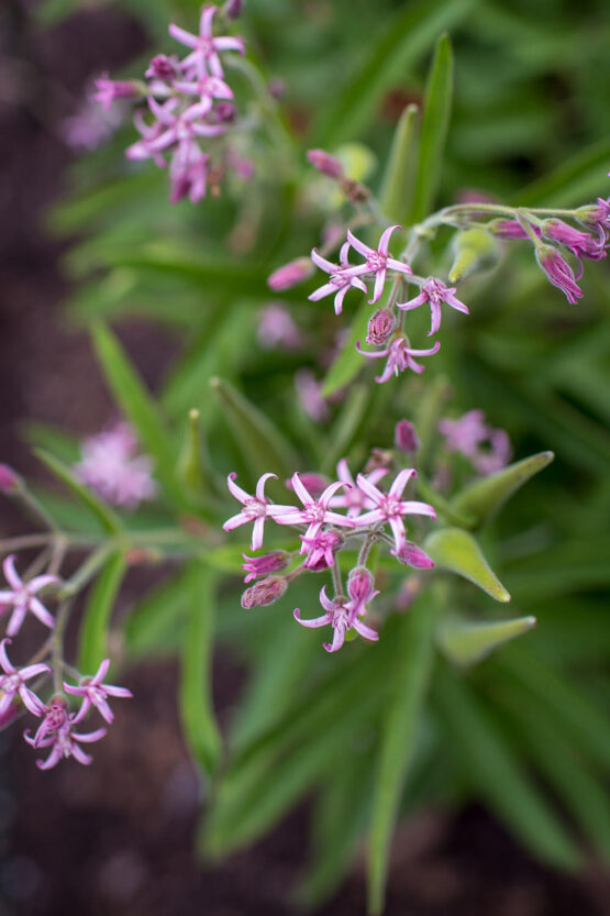 Pink Tweedia Blooms