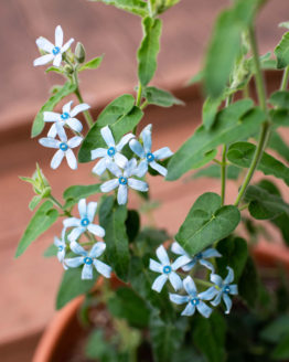 Blue Tweedia Blooms