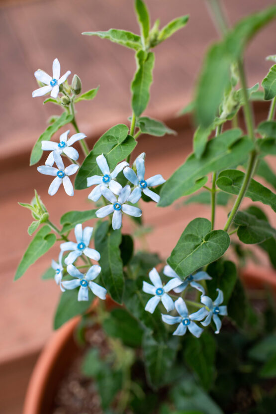 Blue Tweedia Blooms