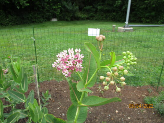 Prairie Buds and Blooms