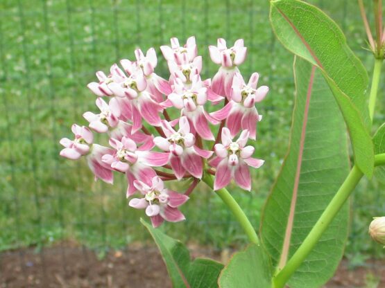 Prairie Milkweed Bloom