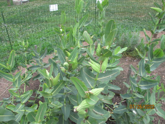 Prairie Milkweed Pods