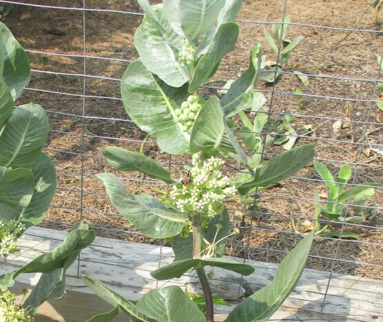 Broadleaf Plant in bloom