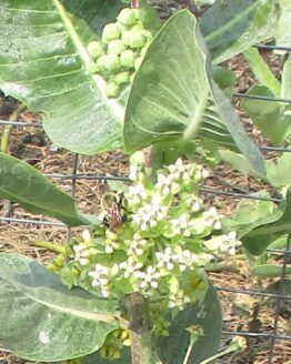 Broadleaf Blooms