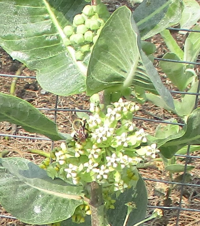 Broadleaf Blooms