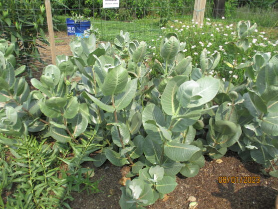 Broadleaf Milkweed patch