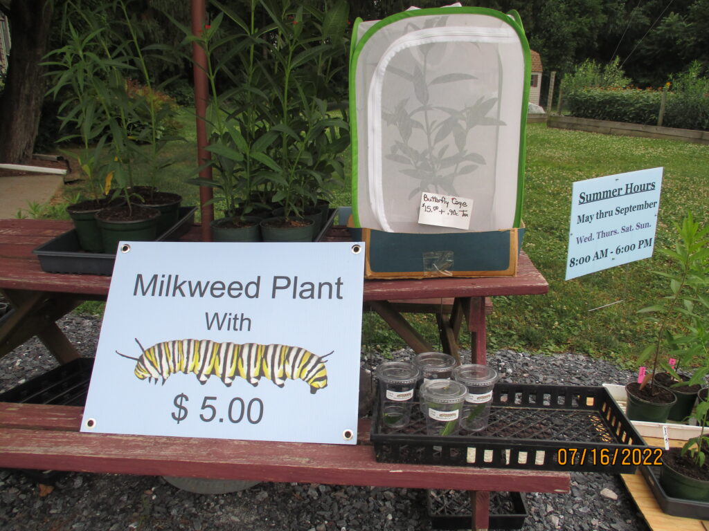 Potted milkweed plant with free caterpillar