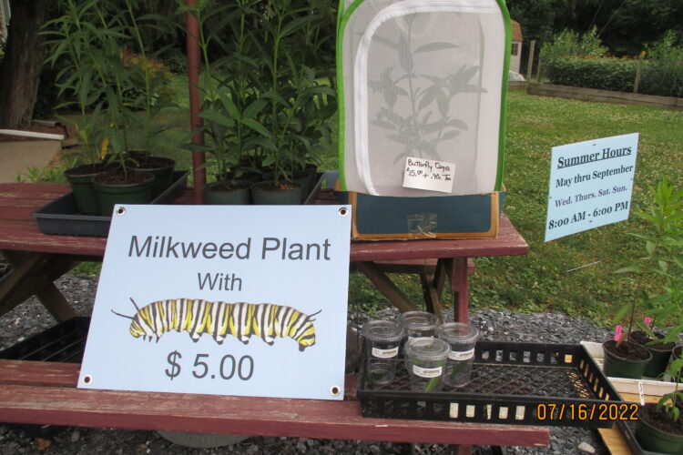 Potted milkweed plant with free caterpillar