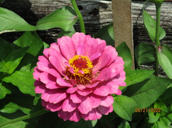 Pink Zinnia Bloom