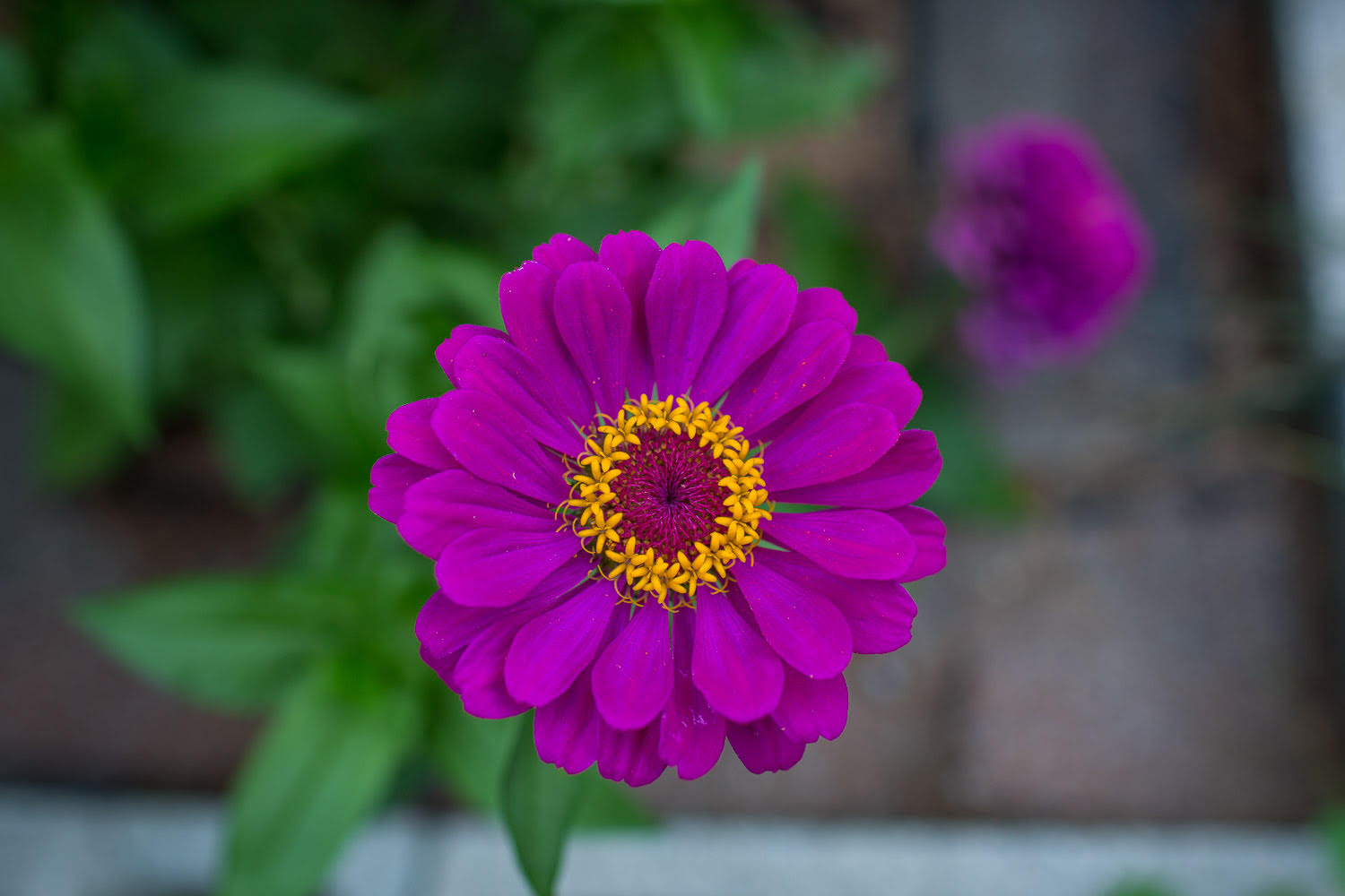 Purple Zinnia Bloom
