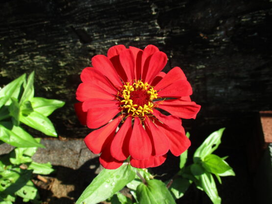 Red Zinnia Bloom