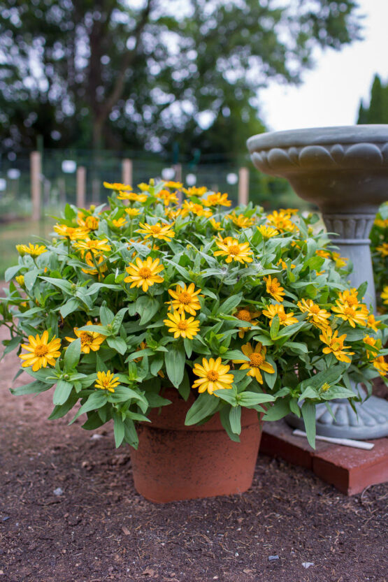 Small Yellow Zinnia Blooming