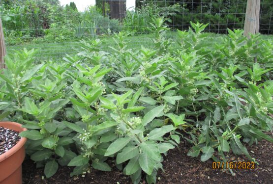 The full patch of Zizotes Milkweed Plants