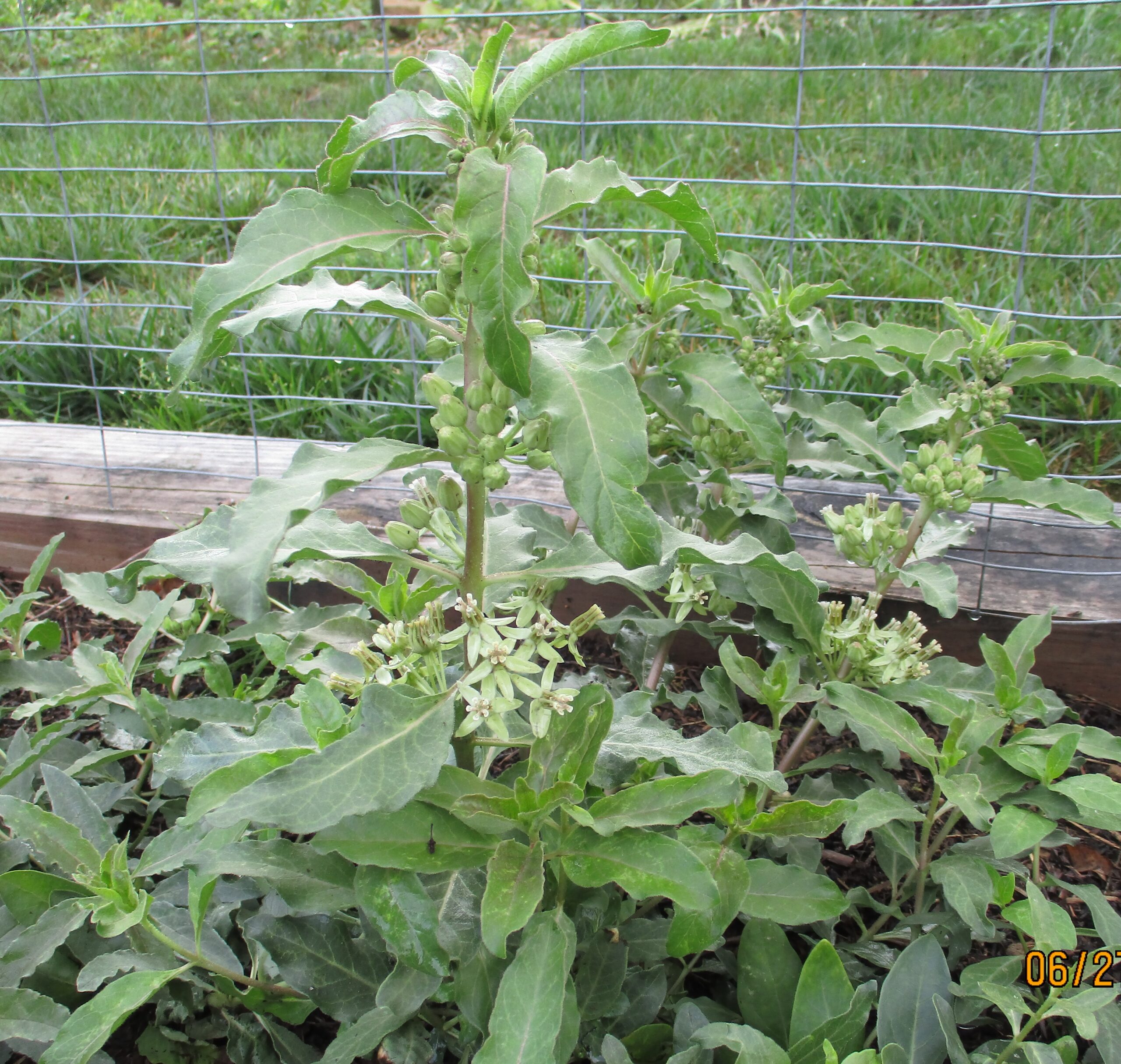 A Zizotes Plant in Bloom