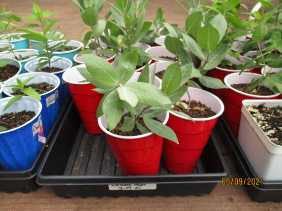 Broadleaf Milkweed seedlings at 5 weeks