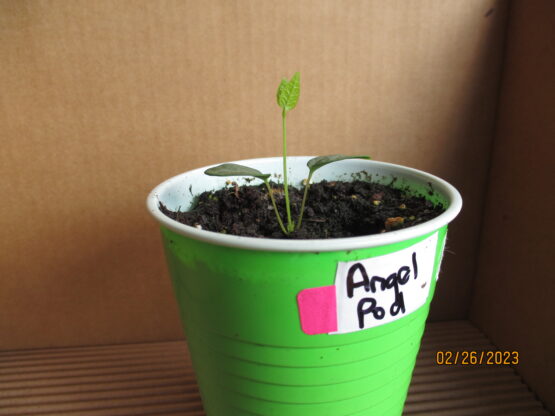 Angle Pod Seedling with first true leaves.