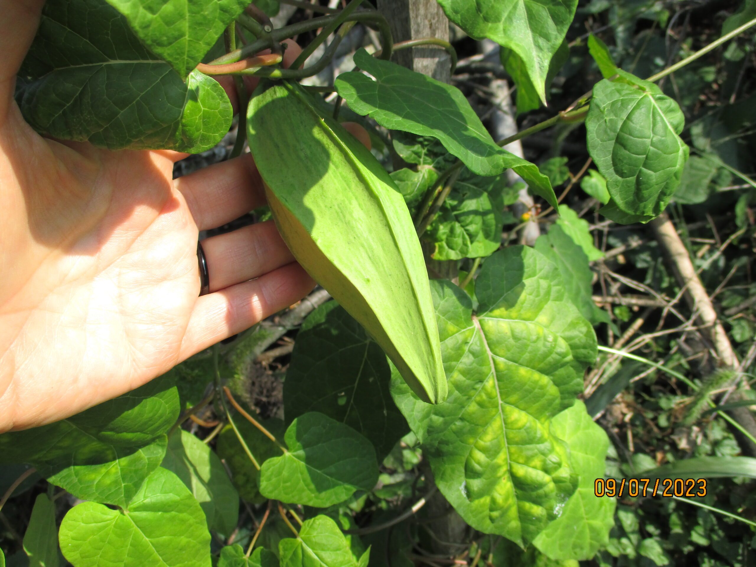 Angle Pod Milkvine Seed pod