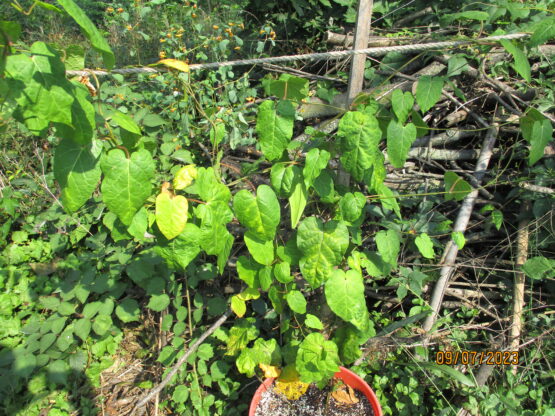 Angle Pod vines