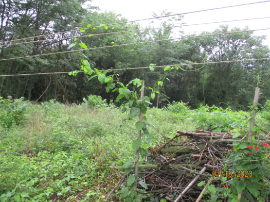 Angle Pod Vines