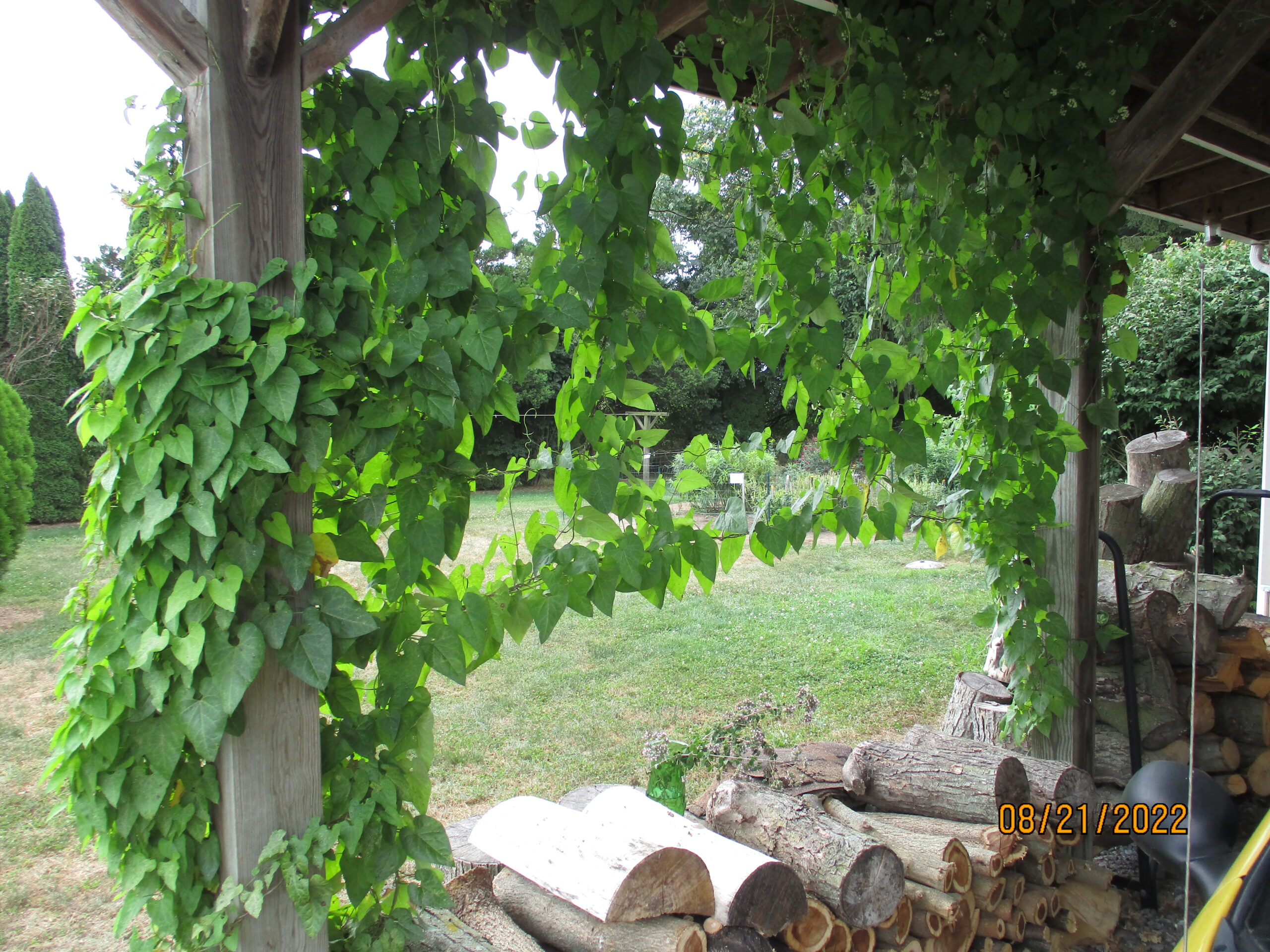 Honeyvine trellised to shade carport