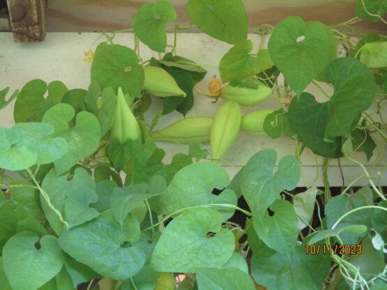 Honeyvine Milkweed heavy with seed pods