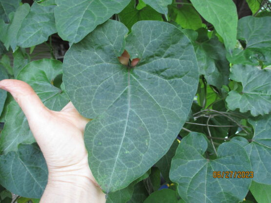 A large mature Honeyvine milkweed leaf